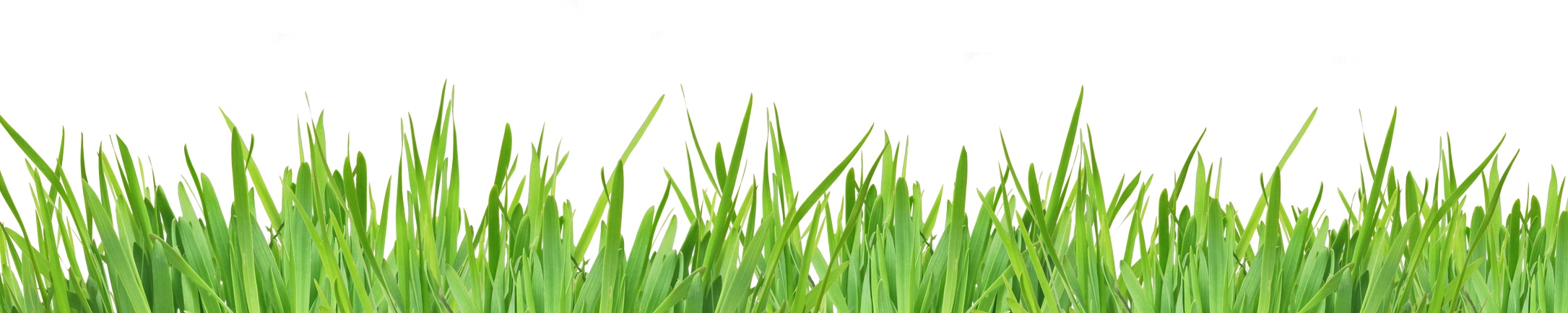 Green Grass Isolated